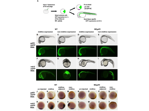 Immunohistochemistry using GFP HRP
